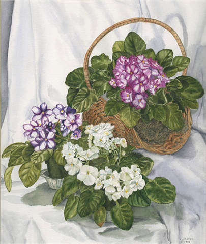 African violets in pots