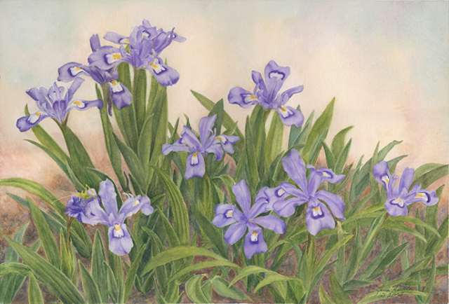 Dwarf crested iris blossoms