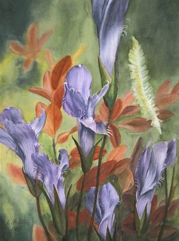 fringed gentian blossoms