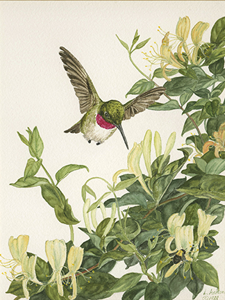 hummingbird with honeysuckle