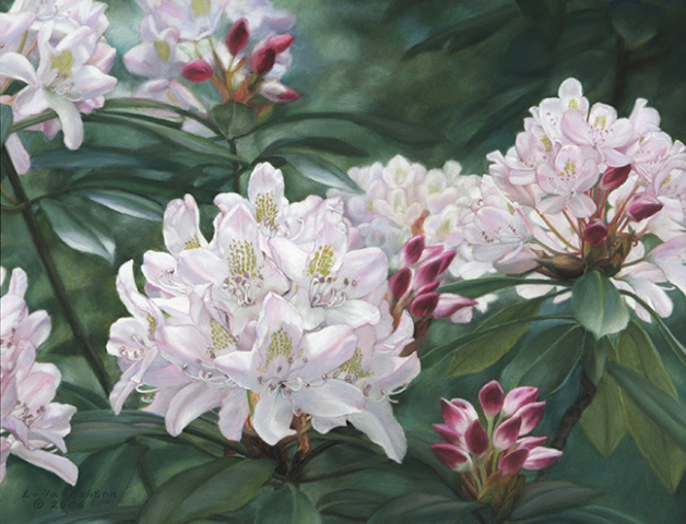 rhododendron blossoms