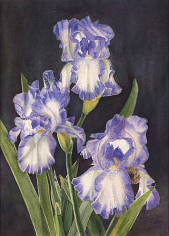 three iris