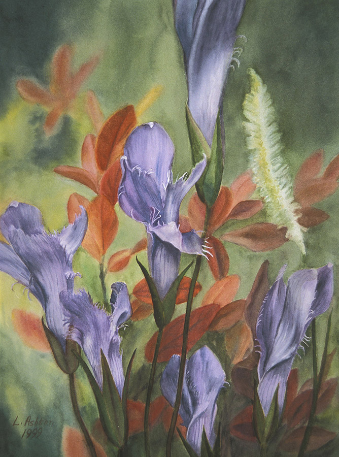 Water color of fringed gentian flowers muted background.