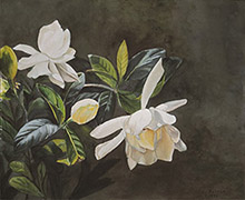 Watercolor of white gardenias against a dark background