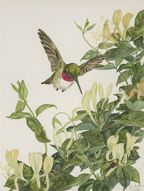 Watercolor of hummingbird with honeysuckle