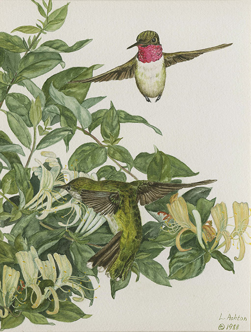 Watercolor of hummingbirds with honeysuckle