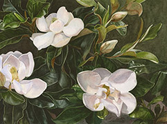 Watercolor of white magnolia blossoms against dark green leaves