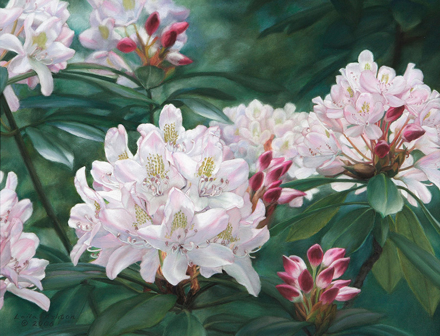 Pastel painting of white rhododendron blossoms