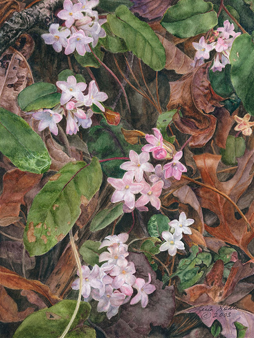 Watercolor painting of trailing arbutus blossoms