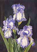 Watercolor, three blue and white iris