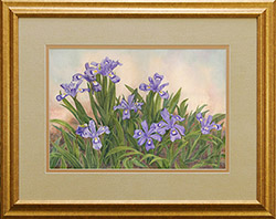 Watercolor of wild iris; framed original