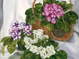 Watercolor of African violet plants, basket, white background