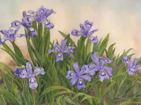 Purple Iris and Green Leaves