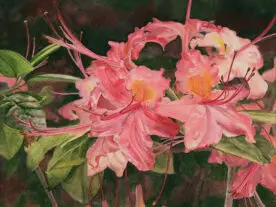 Watercolor of flame azalea blossoms, dark background