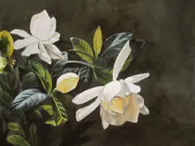 Watercolor of white gardenias against a dark background