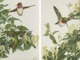 Two paintings of hummingbirds and honeysuckle blossoms
