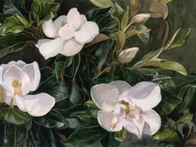 Magnolia blossoms and leaves