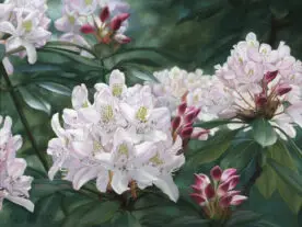 White rhododendron blossoms and buds
