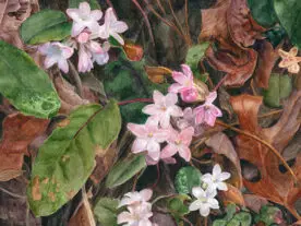 Watercolor painting of trailing arbutus blossoms