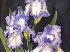 Watercolor, three blue and white iris